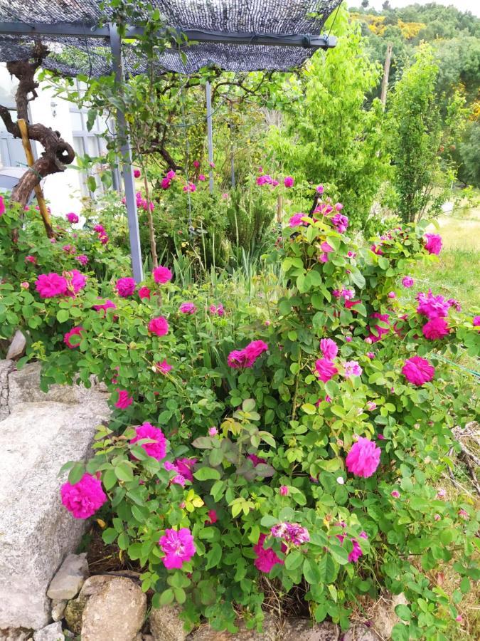 Turismo Rural Macieira Brava Γκουάρντα Εξωτερικό φωτογραφία